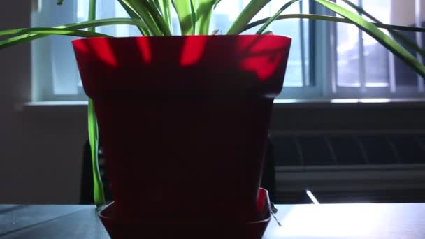 खिड़की के सामने टेबल पर इनडोर पौधों द्वारा पैनिंग — स्टॉक वीडियो