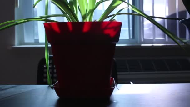 Paneo por las plantas de interior en la mesa delante de la ventana — Vídeo de stock