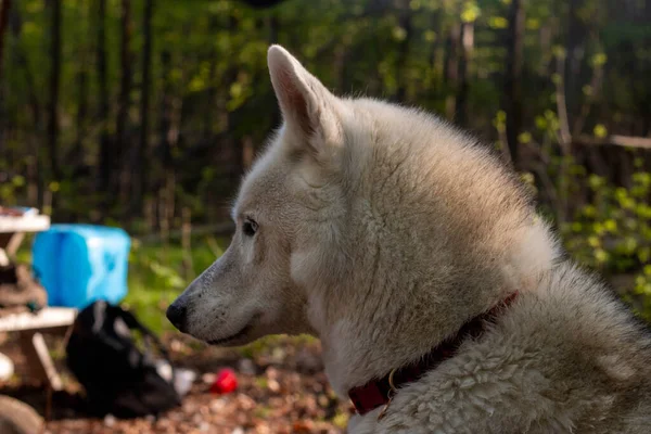 Två husky hundar står på bakgrunden av ett tält i turist camping i sommarskogen. — Stockfoto