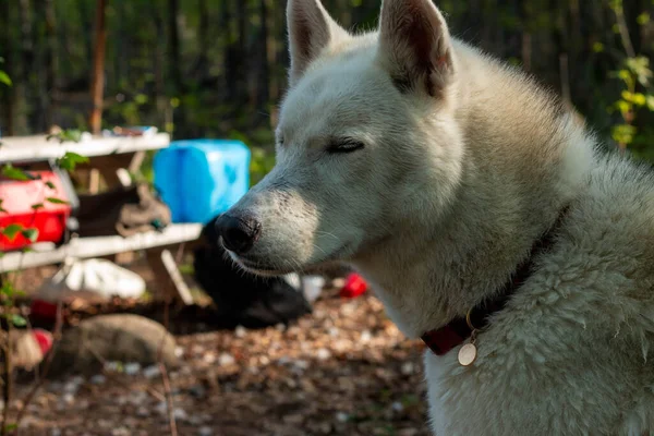 Deux chiens husky se tiennent sur le fond d'une tente en camping touristique dans la forêt d'été. — Photo