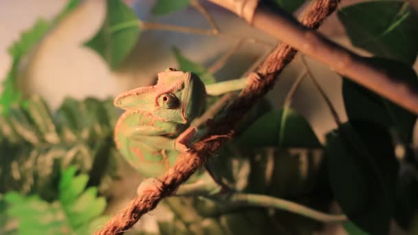 Видео домашнего хамелеона, которого кормят суперчервями — стоковое видео