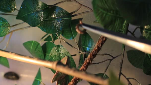 Vidéo d'un caméléon animal nourri avec des vers de terre — Video