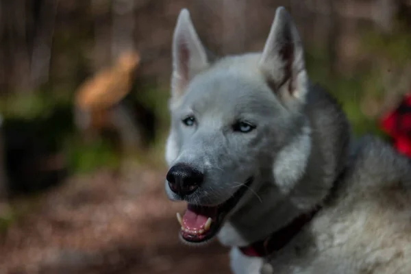 Retrato del magnífico perro Husky siberiano de pie en el brillante bosque de otoño encantador . —  Fotos de Stock