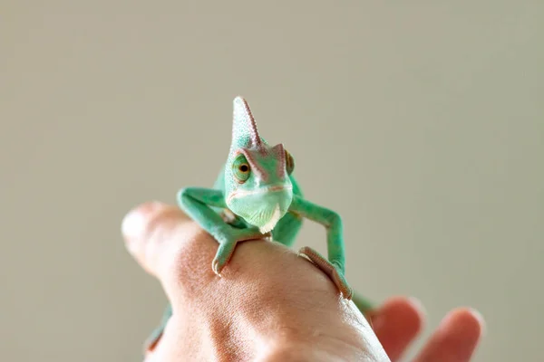 Uomo in possesso di un camaleonte velato che è uno dei camaleonti pet più popolari — Foto Stock