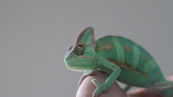 Video van gesluierde kameleon op een mensenhand — Stockvideo