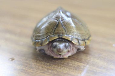 Razorback misk kaplumbağası veya sternotherus carinatus masada izole edilmiş.