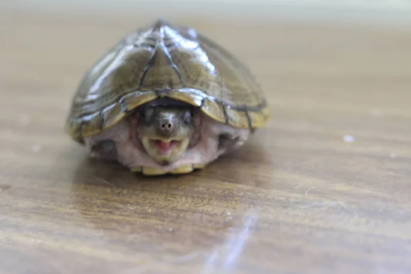 Razorback-Moschusschildkröte oder sternotherus carinatus isoliert auf dem Tisch — Stockfoto