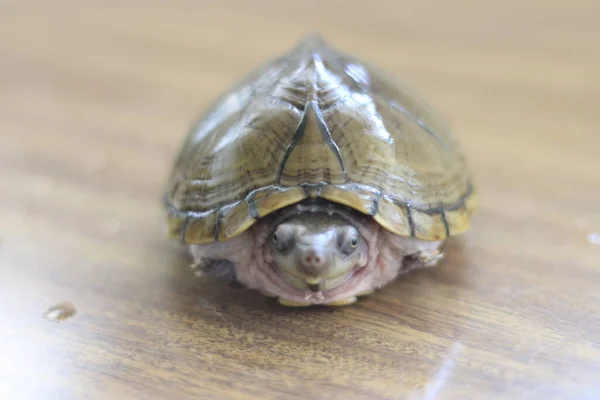 Razorback moskusskildpadde eller sternotherus carinatus isoleret på bordet - Stock-foto