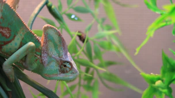 Pet veiled chameleon stock footage — Stock Video