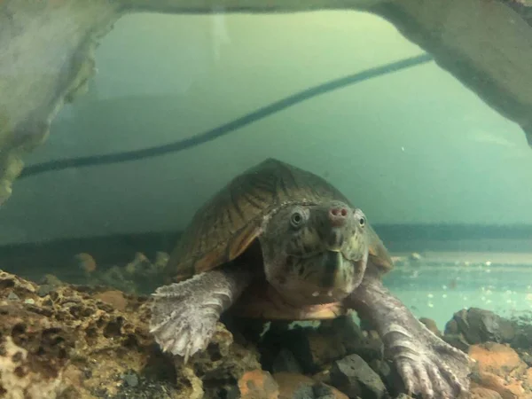 Subaquático razorback almíscar tartaruga closeup foto — Fotografia de Stock
