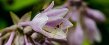 Çiçek çiftliği yaz bahçesinde büyüyor...