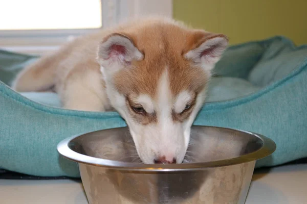 Puppy Siberian Husky Dog Bowl Looking Isolated White Background — Stock Photo, Image