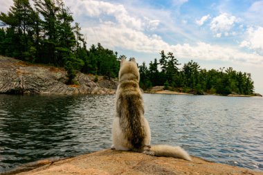 Şirin Sibiryalı Husky Huron Gölü 'ne bakan kır evlerinin yanında oturuyor..
