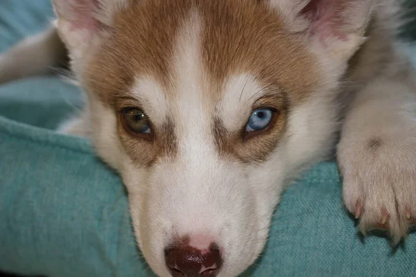 Close up of cute lazy siberian puppy lying and sleep on the floor in the morning.