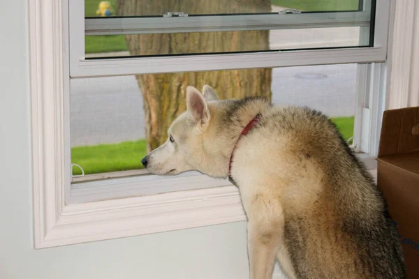 Dog Kijkt Uit Een Raam Wachtend Zijn Mens Thuis Komen — Stockfoto