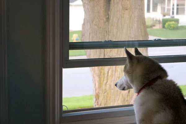 Pencereden dışarı bakan köpek, insanının eve dönmesini bekliyor..