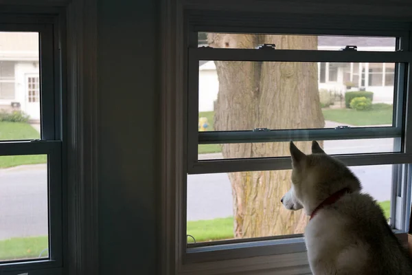 Perro Mirando Por Una Ventana Esperando Que Humano Vuelva Casa —  Fotos de Stock