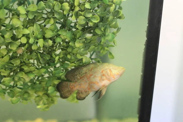 Poisson Oscar Tigre Albinos Dans Aquarium Domestique Photo Haute Qualité — Photo