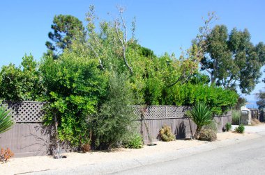 Ev yeşil çim manikürlü frontyard bahçe güneşli bir banliyö konut mahalle ile