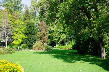 Yeşil yaz arka bahçe çim sonra yağmur ve güneş ile