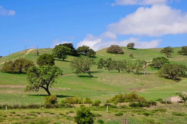 Utsikt över Hillside i norra Kalifornien. Solen målade runda träd med fantastiska vackra upplysta kanter i detta gröna landskap. — Stockfoto