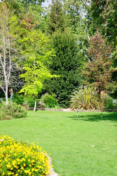 Groene achtertuin de zomertuin met gras na regen en de zon — Stockfoto