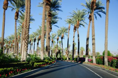 Palmiye ağaçları, dağlar, çiçekler, mavi gökyüzü ve açık yollar, California Palm Springs.
