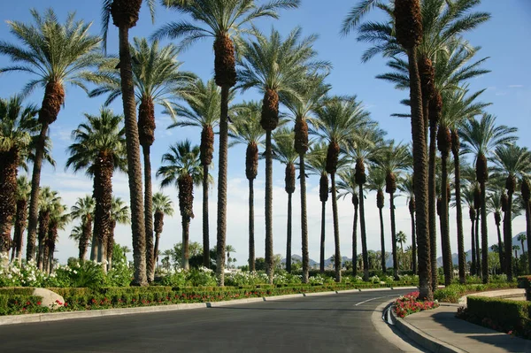 Rzędy palm, góry, kwiaty, błękitne niebo i otwarte drogi, California Palm Springs. — Zdjęcie stockowe