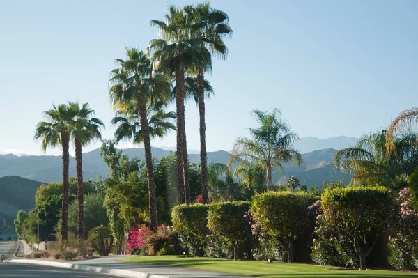 Palmiye ağaçları, dağlar, çiçekler, mavi gökyüzü ve açık yollar, California Palm Springs. Stok Resim