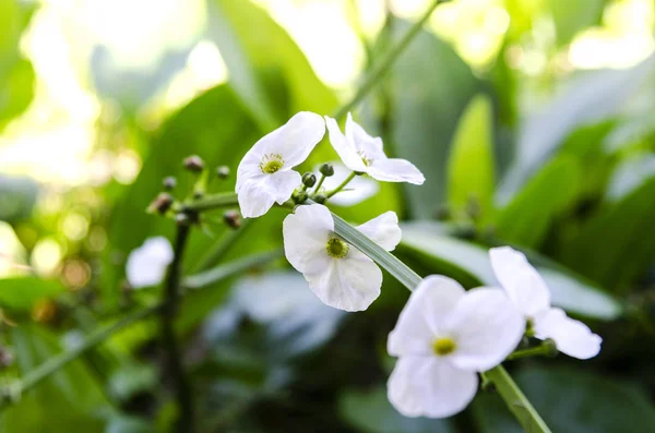 Sudan istiyorum güneş ışığı bütün gün dalan bir beyaz çiçek yaprakları, pistils, sarı çiçekler yuvarlak 3 yaprakları ile çok güzel, dolgun, yalnız, yeraltı yaprakları bir ağaç gövdesi olduğunu Amazon olduğunu.