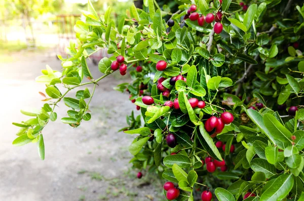 Meyve kırmızı, konik, Kraliçe domates benzer. Olgun, tatlı ve yumuşak meyve tadı.