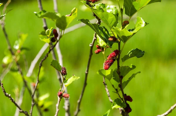 Dut tatlı ya da ekşi, çeşitli türleri pişirir bir meyvedir.
