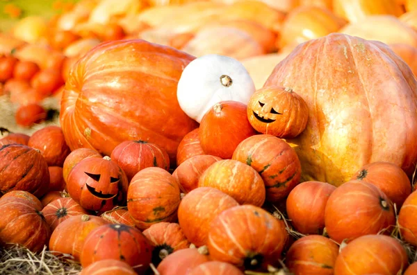 Kabak bahçede bir bitkidir ve pişmiş ve ayrıca oyulmuş kabak bir Cadılar Bayramı sembolü olarak kullanmak için.