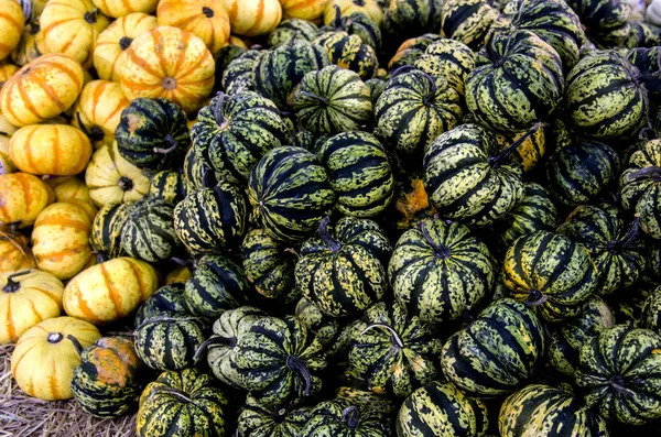 Kabak bahçede bir bitkidir ve pişmiş ve ayrıca oyulmuş kabak bir Cadılar Bayramı sembolü olarak kullanmak için.