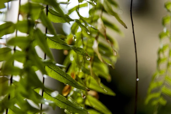 Su fern yapraklarda yağışlı sezon sonra yağmur damlaları.