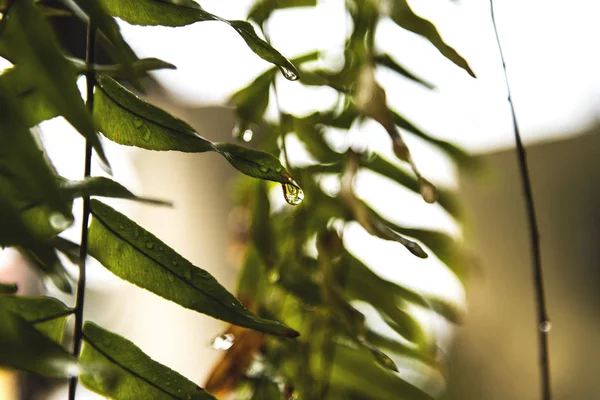 Su fern yapraklarda yağışlı sezon sonra yağmur damlaları.