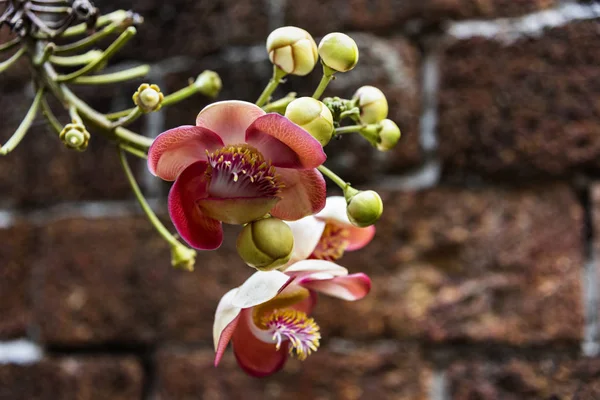 Çiçekleri yanında tuğla duvar ekilir, polen pembe çiçekler.