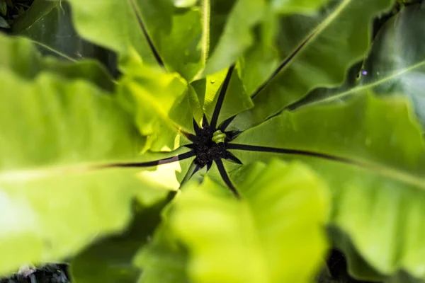 Güzel bir yeşil ağaç ortasından büyür valinin fern yaprak