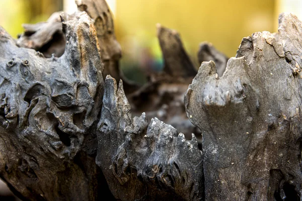 Eski çürümüş kereste doğası