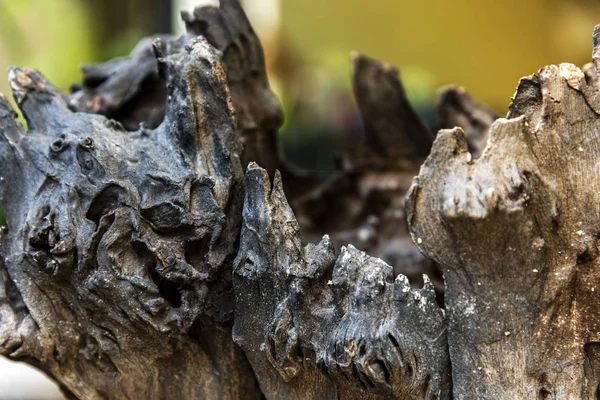 Eski çürümüş kereste doğası