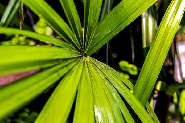 Palmiye yaprakları güzel yapraklı bitkilerdir..