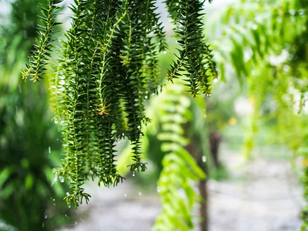 Ferns are a diverse plant. — Stock Photo, Image