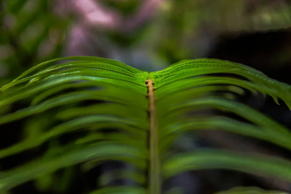 Modello Foglie Felce Splendidamente Disposti Nel Giardino — Foto Stock