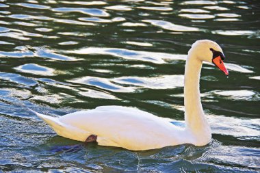 Çok güzel parlayan suda yüzen beyaz bir kuğu.