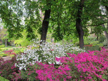 Madrid Botanik Bahçesi - gerçek Jardin Botanico.