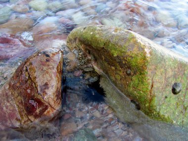 Bir sualtı sahne ile deniz kestanesi kayalarda