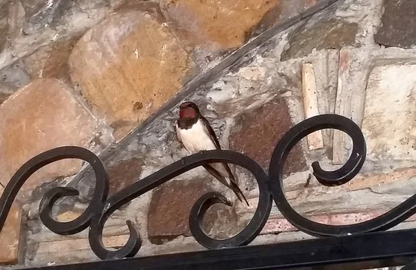 Güzel Ahır kırlangıç (Hirundo rustica)