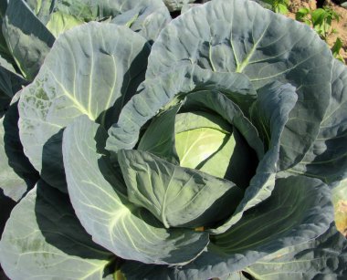 Bahçede büyüyen büyük beyaz lahana.