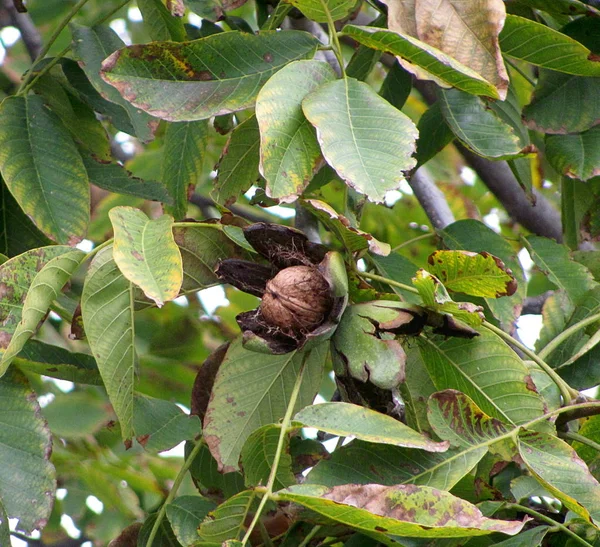 Foto van walnoot boom kroon met volwassen walnoot — Stockfoto