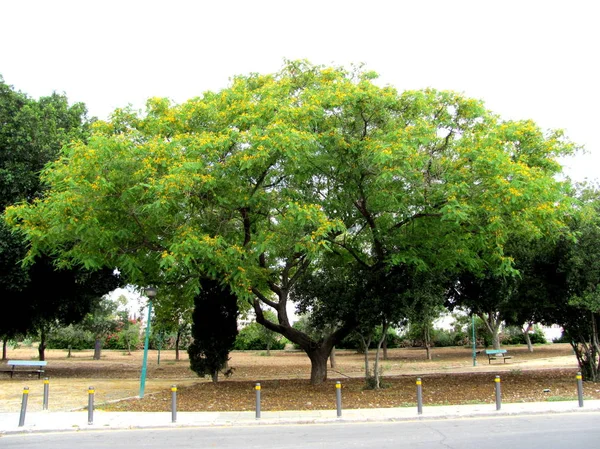 Žluté květinové stromy v Nicosii, Kypr — Stock fotografie